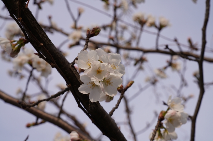 京都_桜_2020_18　嵯峨釈迦堂　No22