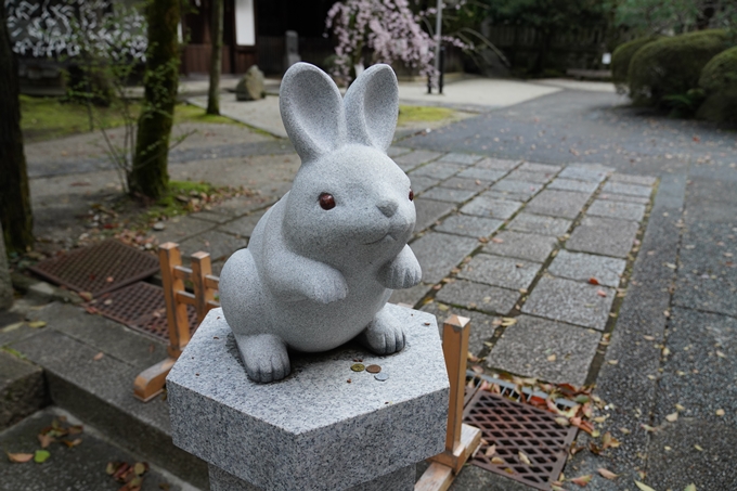 京都_桜_2020_24　岡崎神社　No4