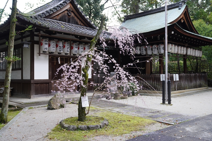 京都_桜_2020_24　岡崎神社　No6