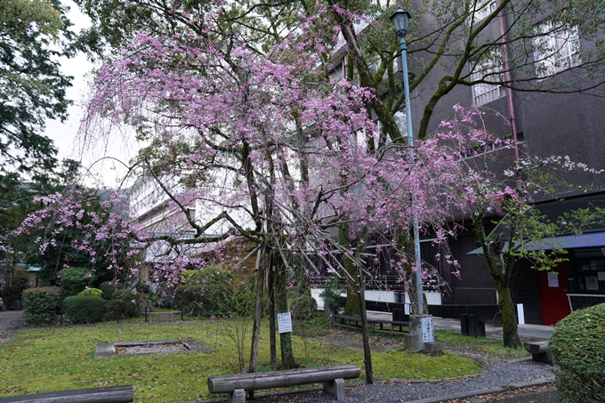 京都_桜_2020_24　岡崎神社　No8