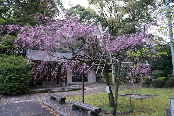 京都_桜_2020_24　岡崎神社　No9