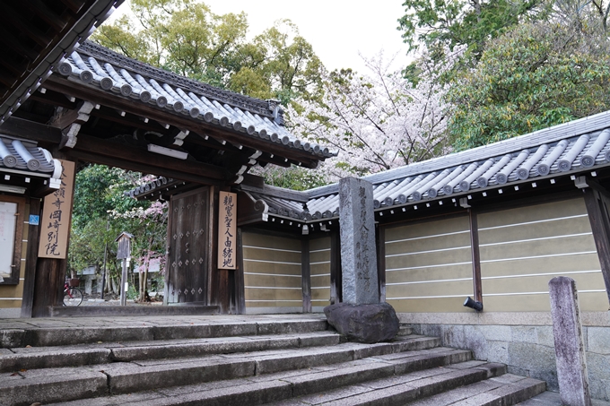 京都_桜_2020_24　岡崎神社　No10