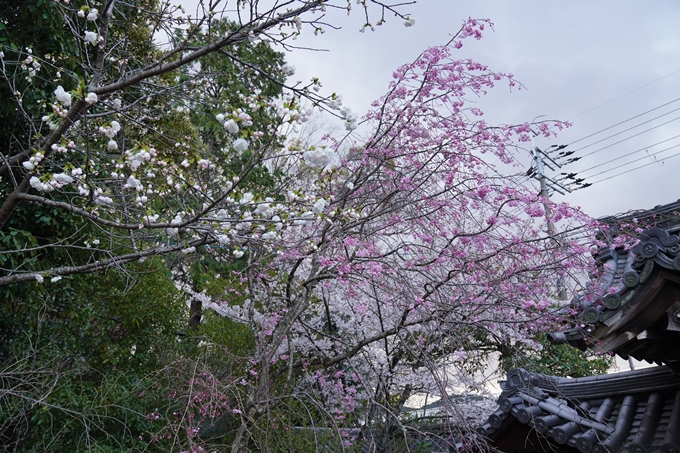 京都_桜_2020_24　岡崎神社　No11