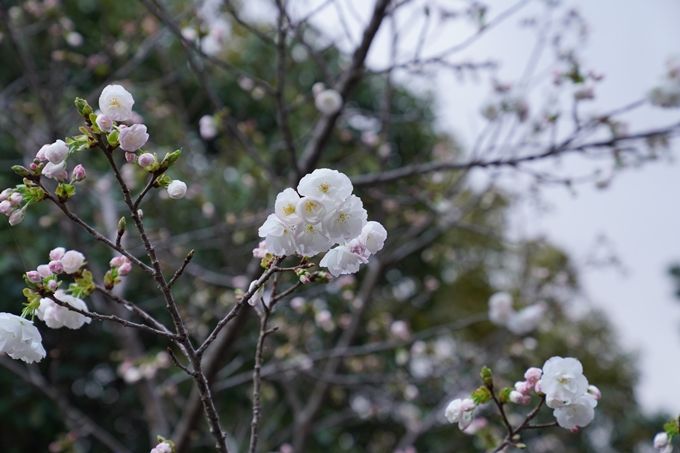 京都_桜_2020_24　岡崎神社　No12