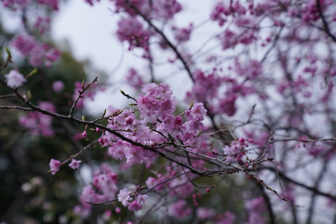 京都_桜_2020_24　岡崎神社　No13