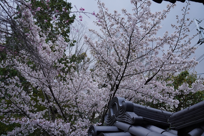 京都_桜_2020_24　岡崎神社　No14