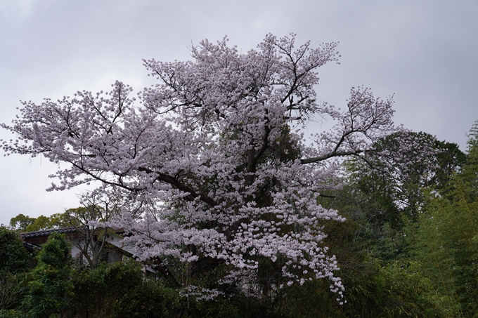 京都_桜_2020_24　岡崎神社　No15