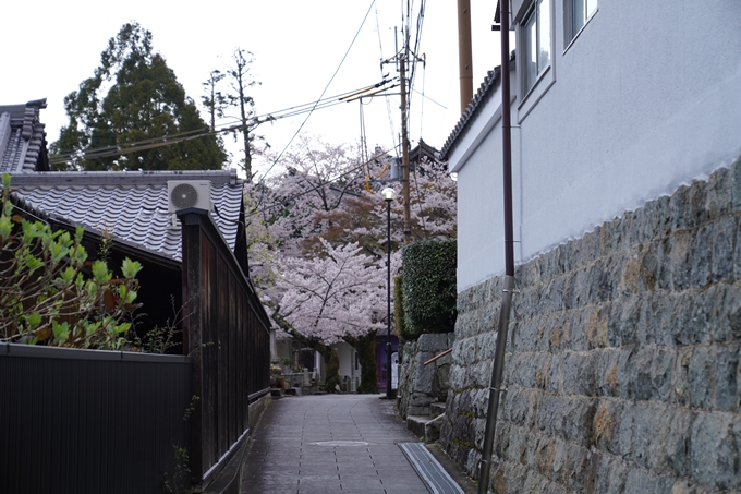 京都_桜_2020_25　金戒光明寺　No2