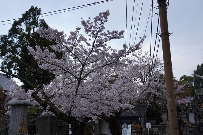 京都_桜_2020_25　金戒光明寺　No3