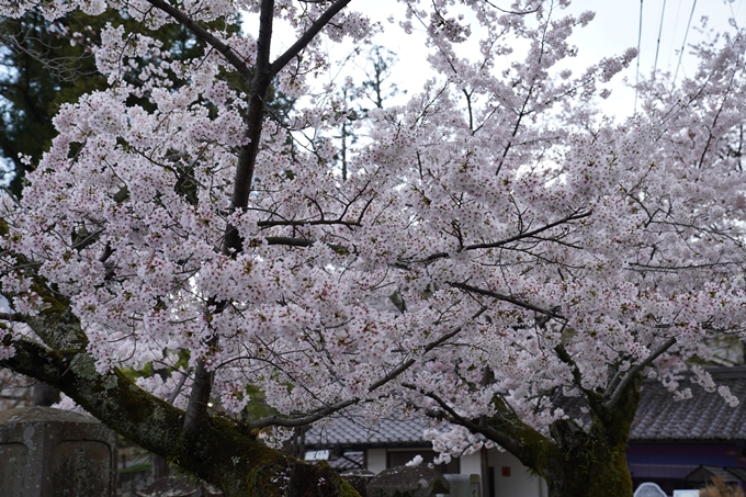 京都_桜_2020_25　金戒光明寺　No4