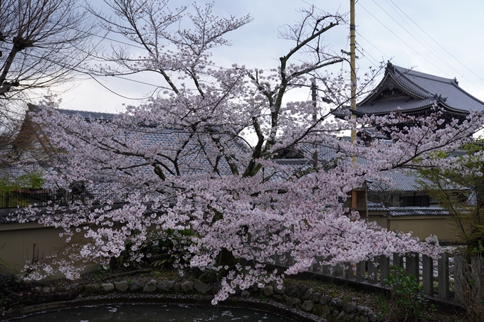 京都_桜_2020_25　金戒光明寺　No5