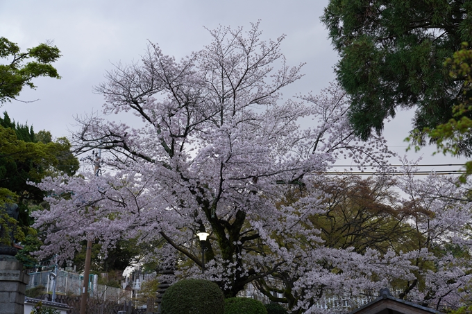 京都_桜_2020_25　金戒光明寺　No6