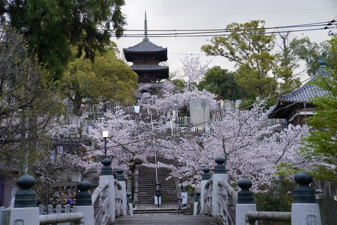 京都_桜_2020_25　金戒光明寺　No7