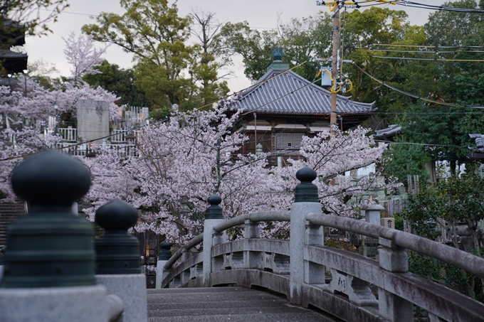 京都_桜_2020_25　金戒光明寺　No8