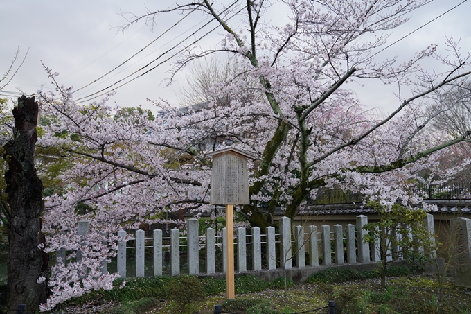 京都_桜_2020_25　金戒光明寺　No9