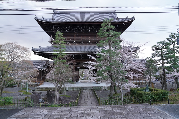 京都_桜_2020_25　金戒光明寺　No10