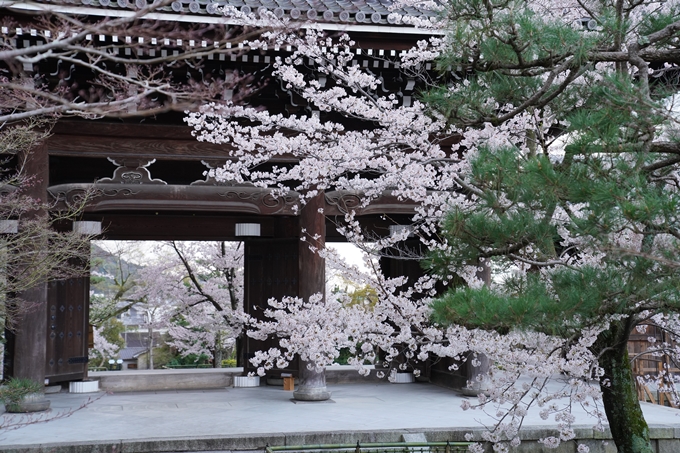 京都_桜_2020_25　金戒光明寺　No11