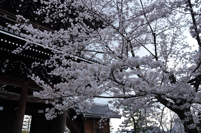 京都_桜_2020_25　金戒光明寺　No12