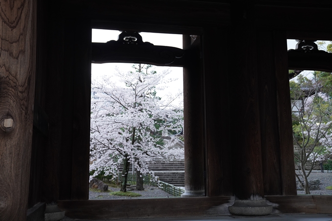 京都_桜_2020_25　金戒光明寺　No13