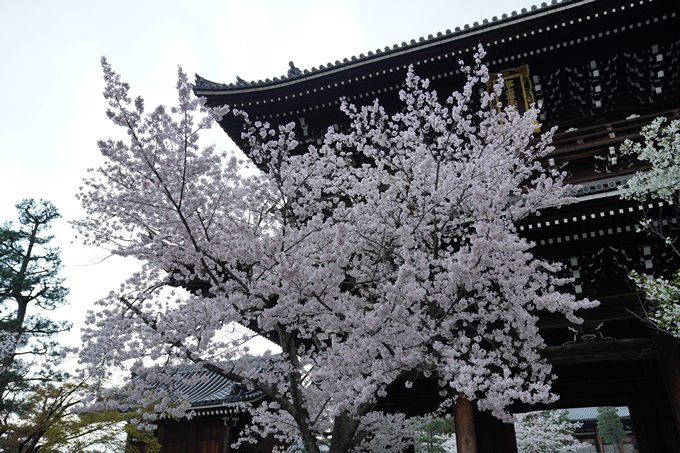 京都_桜_2020_25　金戒光明寺　No14