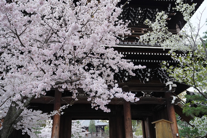 京都_桜_2020_25　金戒光明寺　No15