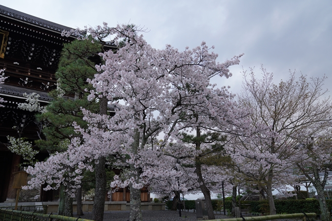 京都_桜_2020_25　金戒光明寺　No16