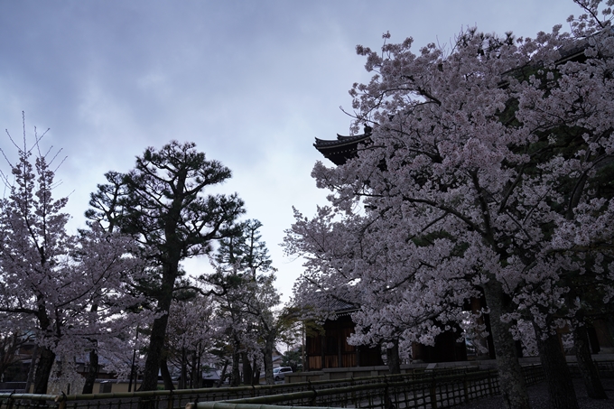 京都_桜_2020_25　金戒光明寺　No17