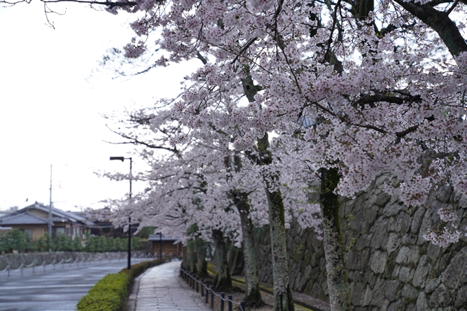 京都_桜_2020_25　金戒光明寺　No18