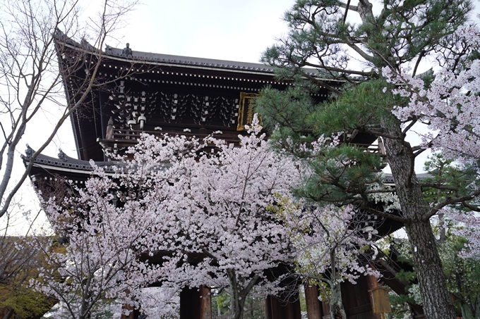 京都_桜_2020_25　金戒光明寺　No19