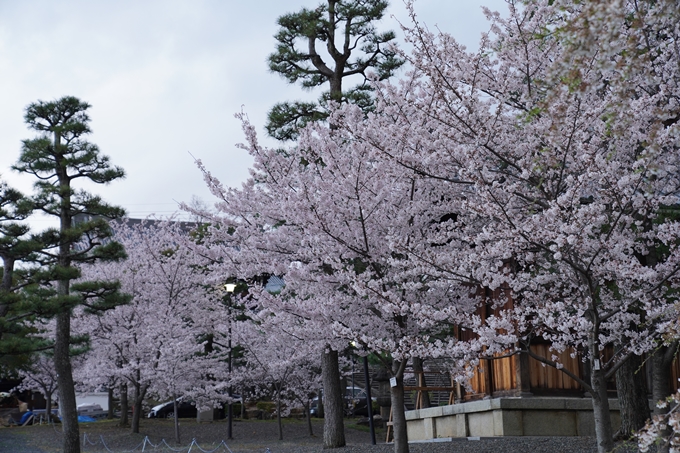 京都_桜_2020_25　金戒光明寺　No20