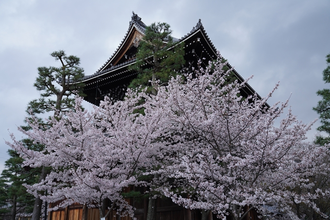 京都_桜_2020_25　金戒光明寺　No21