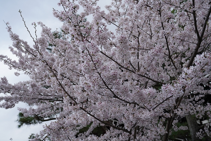 京都_桜_2020_25　金戒光明寺　No22