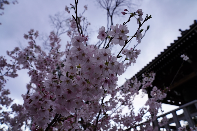 京都_桜_2020_25　金戒光明寺　No24