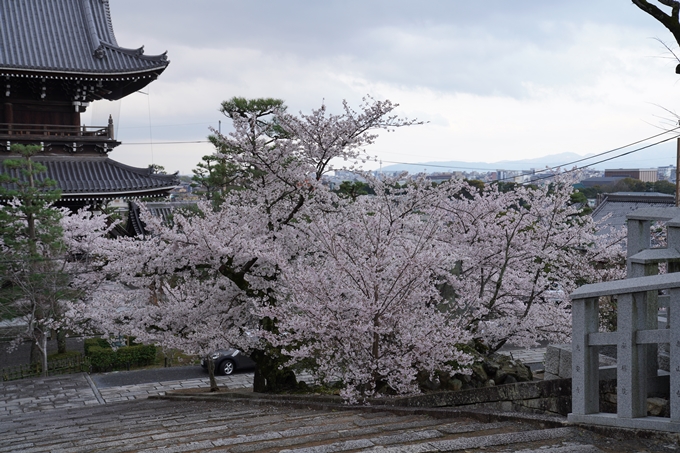 京都_桜_2020_25　金戒光明寺　No25