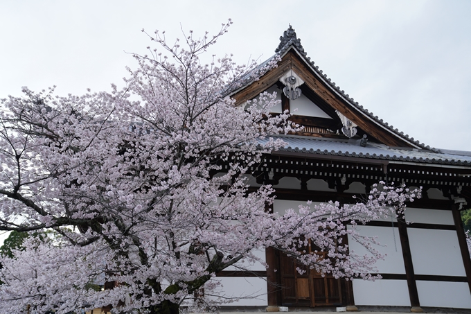 京都_桜_2020_25　金戒光明寺　No26