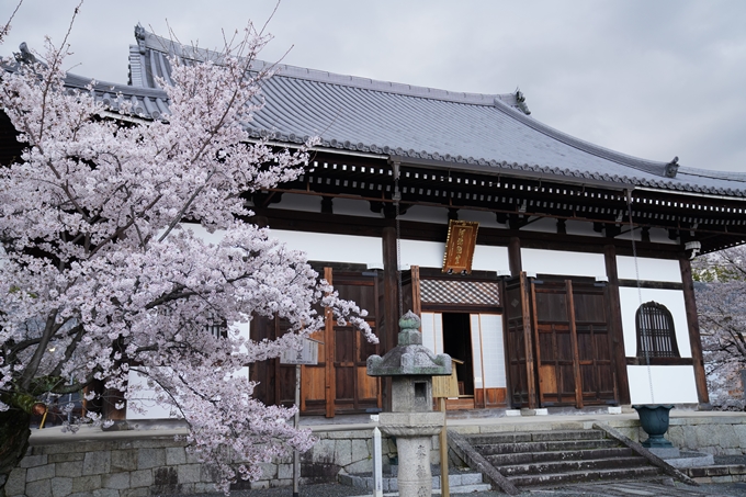 京都_桜_2020_25　金戒光明寺　No27