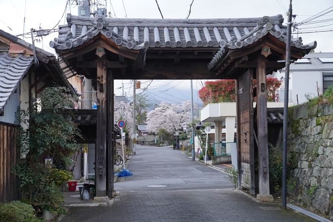 京都_桜_2020_26　真如堂前　No2