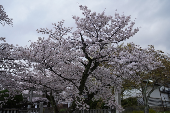 京都_桜_2020_26　真如堂前　No3