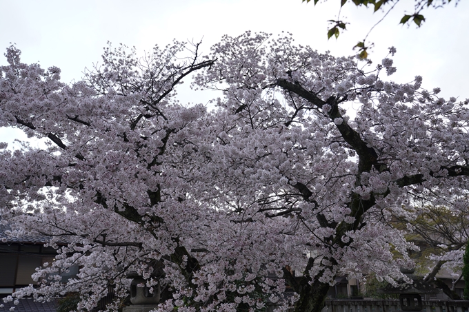 京都_桜_2020_26　真如堂前　No4