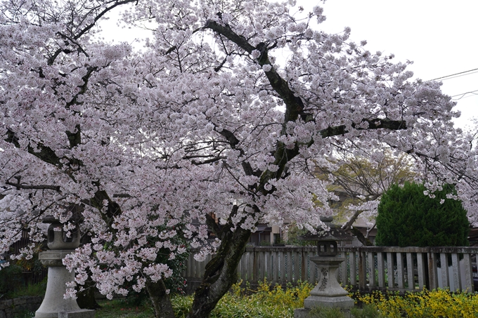 京都_桜_2020_26　真如堂前　No5