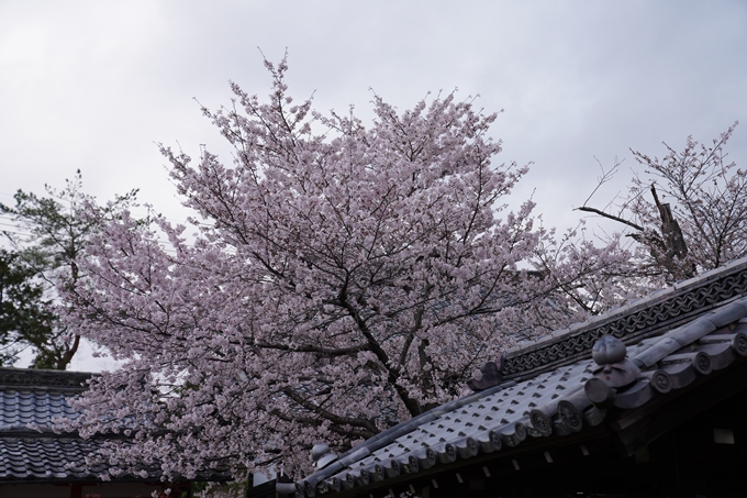 京都_桜_2020_26　真如堂前　No6