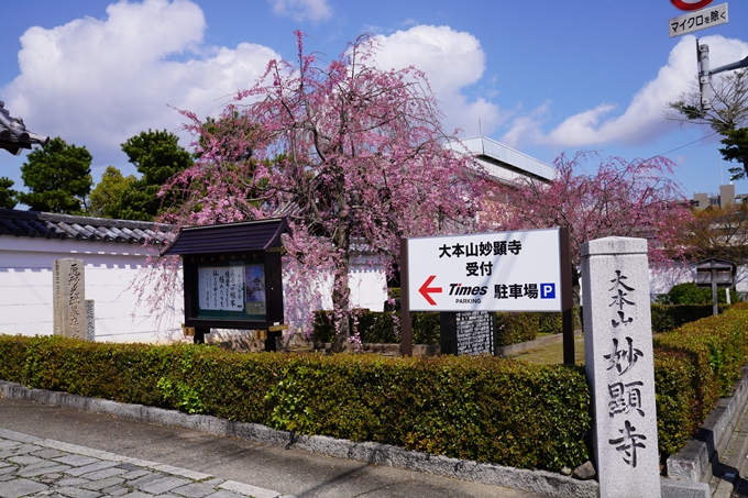 京都_桜_2020_27　妙顕寺　No2