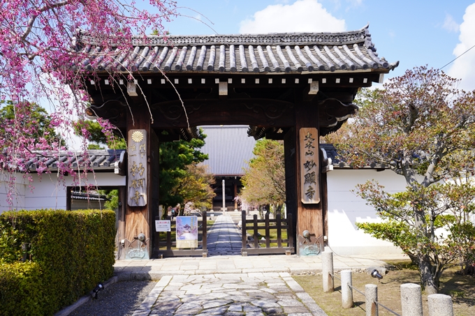 京都_桜_2020_27　妙顕寺　No3