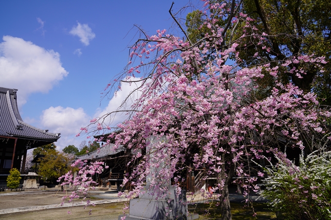 京都_桜_2020_27　妙顕寺　No4