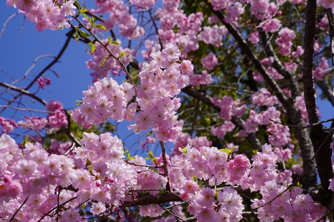 京都_桜_2020_27　妙顕寺　No5