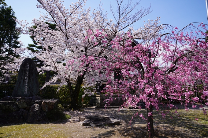 京都_桜_2020_27　妙顕寺　No6