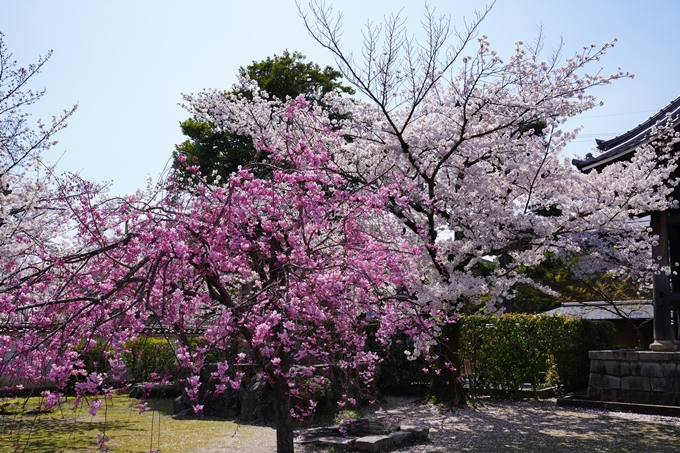 京都_桜_2020_27　妙顕寺　No7