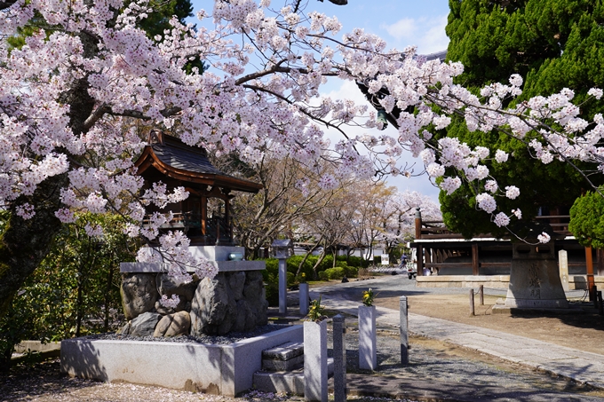 京都_桜_2020_27　妙顕寺　No8