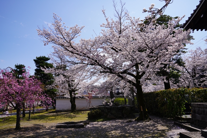 京都_桜_2020_27　妙顕寺　No9