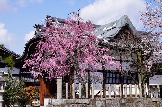 京都_桜_2020_27　妙顕寺　No10